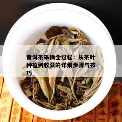 普洱茶采摘全过程：从茶叶种植到收获的详细步骤与技巧