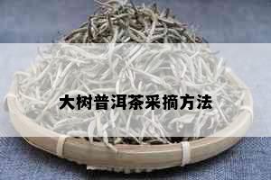 大树普洱茶采摘方法