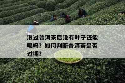 泡过普洱茶后没有叶子还能喝吗？如何判断普洱茶是否过期？