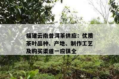 福建云南普洱茶供应：优质茶叶品种、产地、制作工艺及购买渠道一应俱全