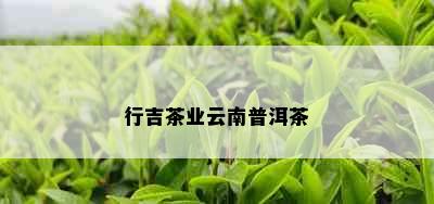 行吉茶业云南普洱茶