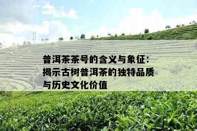 普洱茶茶号的含义与象征：揭示古树普洱茶的独特品质与历史文化价值