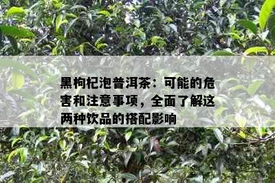 黑枸杞泡普洱茶：可能的危害和注意事项，全面了解这两种饮品的搭配影响