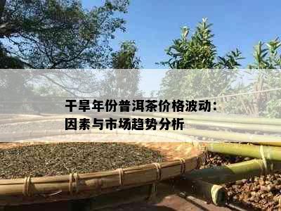 干旱年份普洱茶价格波动：因素与市场趋势分析