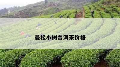 曼松小树普洱茶价格