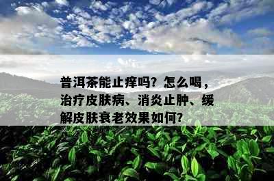 普洱茶能止痒吗？怎么喝，治疗皮肤病、消炎止肿、缓解皮肤衰老效果如何？