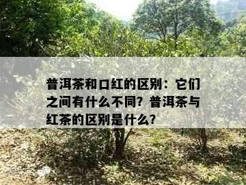 普洱茶和口红的区别：它们之间有什么不同？普洱茶与红茶的区别是什么？