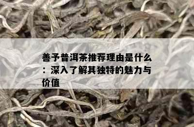 善予普洱茶推荐理由是什么：深入了解其独特的魅力与价值