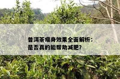 普洱茶瘦身效果全面解析：是否真的能帮助减肥？