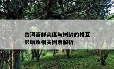 普洱茶鲜爽度与树龄的相互影响及相关因素解析