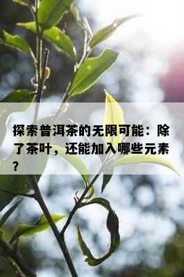 探索普洱茶的无限可能：除了茶叶，还能加入哪些元素？