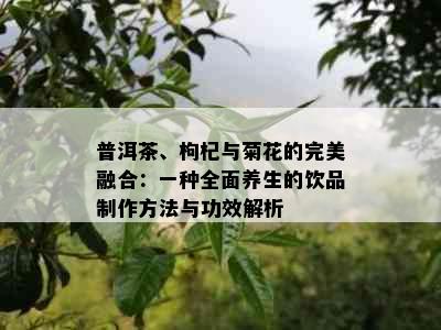 普洱茶、枸杞与菊花的完美融合：一种全面养生的饮品制作方法与功效解析