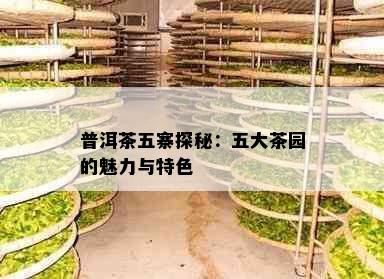 普洱茶五寨探秘：五大茶园的魅力与特色