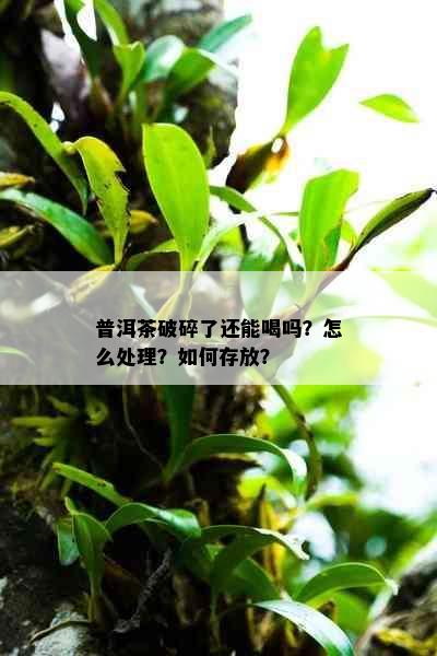 普洱茶破碎了还能喝吗？怎么处理？如何存放？