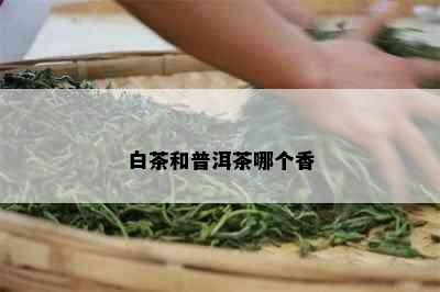 白茶和普洱茶哪个香