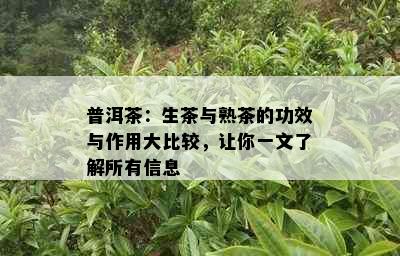 普洱茶：生茶与熟茶的功效与作用大比较，让你一文了解所有信息