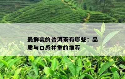 最鲜爽的普洱茶有哪些：品质与口感并重的推荐