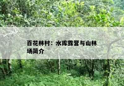 百花林村：水库露营与山林场简介