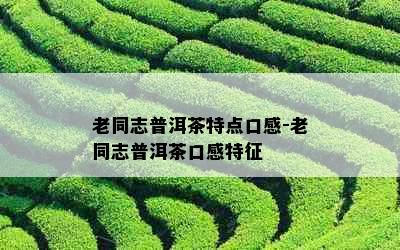 老同志普洱茶特点口感-老同志普洱茶口感特征