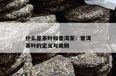 什么是茶叶和普洱茶：普洱茶叶的定义与类别