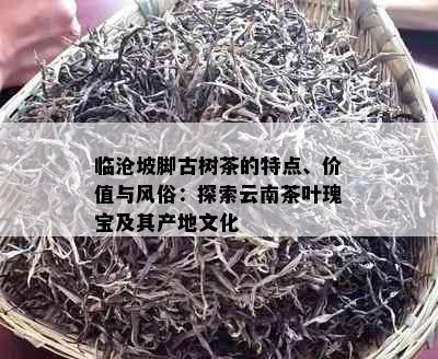 临沧坡脚古树茶的特点、价值与风俗：探索云南茶叶瑰宝及其产地文化