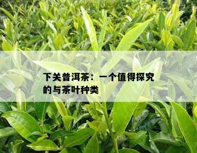 下关普洱茶：一个值得探究的与茶叶种类