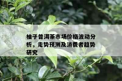 柚子普洱茶市场价格波动分析，走势预测及消费者趋势研究