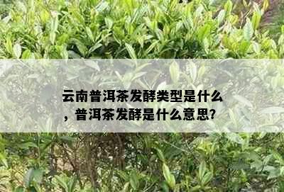 云南普洱茶发酵类型是什么，普洱茶发酵是什么意思？