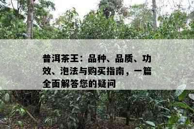 普洱茶王：品种、品质、功效、泡法与购买指南，一篇全面解答您的疑问