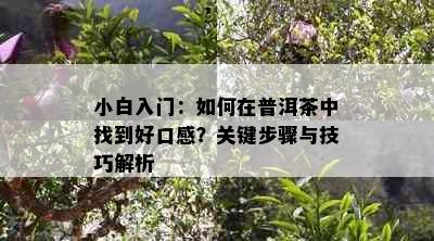 小白入门：如何在普洱茶中找到好口感？关键步骤与技巧解析