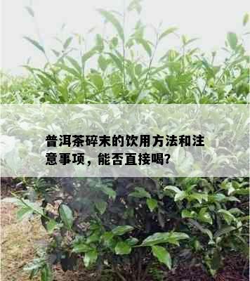 普洱茶碎末的饮用方法和注意事项，能否直接喝？