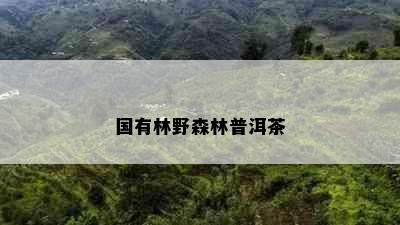 国有林野森林普洱茶