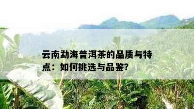 云南勐海普洱茶的品质与特点：如何挑选与品鉴？