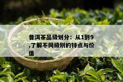 普洱茶品级划分：从1到9,了解不同级别的特点与价值