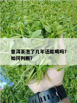 普洱茶泡了几年还能喝吗？如何判断？