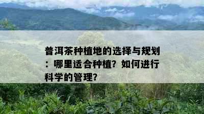 普洱茶种植地的选择与规划：哪里适合种植？如何进行科学的管理？