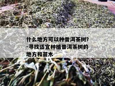 什么地方可以种普洱茶树？-寻找适宜种植普洱茶树的地方和苗木