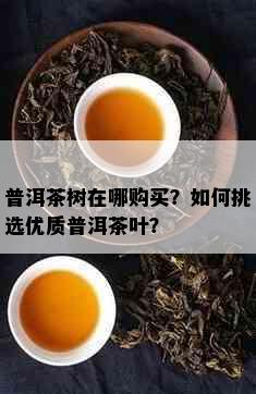 普洱茶树在哪购买？如何挑选优质普洱茶叶？