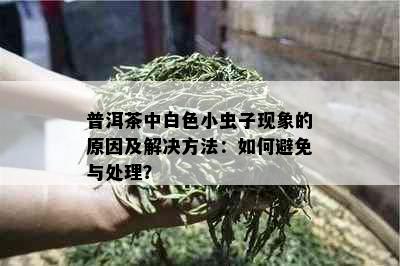 普洱茶中白色小虫子现象的原因及解决方法：如何避免与处理？