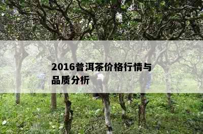 2016普洱茶价格行情与品质分析