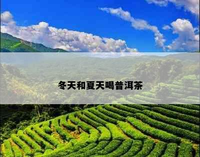 冬天和夏天喝普洱茶