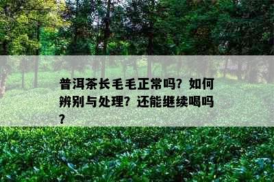 普洱茶长毛毛正常吗？如何辨别与处理？还能继续喝吗？