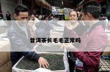 普洱茶长毛毛正常吗