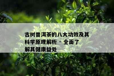 古树普洱茶的八大功效及其科学原理解析 - 全面了解其健康益处