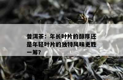 普洱茶：年长叶片的醇厚还是年轻叶片的独特风味更胜一筹？