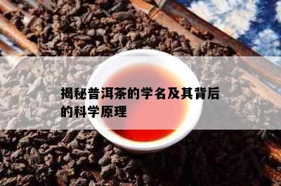 揭秘普洱茶的学名及其背后的科学原理