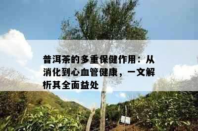 普洱茶的多重保健作用：从消化到心血管健康，一文解析其全面益处