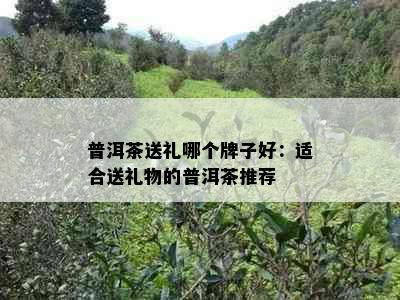 普洱茶送礼哪个牌子好：适合送礼物的普洱茶推荐