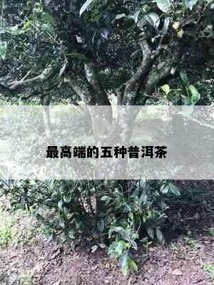 更高端的五种普洱茶