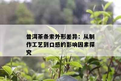 普洱茶条索外形差异：从制作工艺到口感的影响因素探究